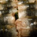 Sardines farcies aux épinards