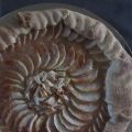 Tarte rustique aux pommes.