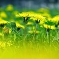 Recette de confiture de fleurs pissenlits,[...]