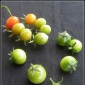 Tomates vertes au vinaigre
