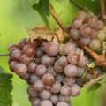 Vin d'Alsace : Gewurztraminer