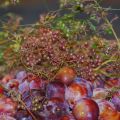 Confiture de Mirabelles rouges et Coriandre