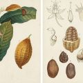 Le cacaoyer