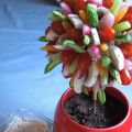 Arbre de crudités à sa mousse au saumon