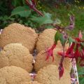 Biscuits au gingembre et petites boules[...]