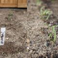 Potager de printemps
