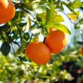 Les bienfaits des agrumes : des fruits pulpeux[...]