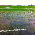 Riz du Piémont, la region de l'Italie est le[...]