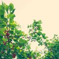 C’est trop kiffant un potager