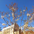 Sakura français, printemps 2014