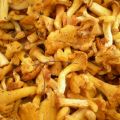 Chanterelles ou Girolles, recette crue e[...]