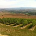 A la Cave Saint-Verny, les vins d'Auvergne[...]
