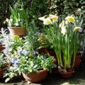 C 'est le printemps?....alors jardinière[...]