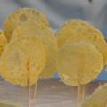 Sucettes de parmesan