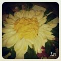 Marguerite jolie fleur , oeufs mimosa[...]