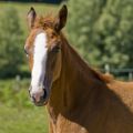 elevage de chevaux de sport bourgogne