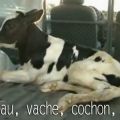[Video] ADIEU VEAU, VACHE, COCHON, COUVÉE...