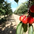 Intermède au pays des cerises