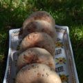 Petits Pains aux Céréales, farcis aux[...]
