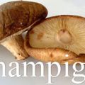 Blog Appétit 6 : nos émotions champignons !