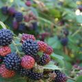 Crumble aux mûres