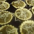 Mini quiches aux épinards., Recette Ptitchef