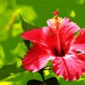 Panna-cotta à la fleur d'hibiscus