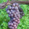 Vin : Pinot gris d'Alsace