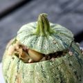 Plat Estival : Courgette Farcie
