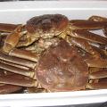crabe des neiges, hop au chaudron!