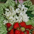 Confiture de fraises du jardin et fleurs de[...]