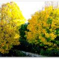 Instants d’Automne