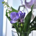 1er Mai