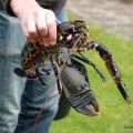 Homard Breton juste Rôti au four