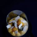 Mousse coco passion