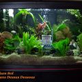 Séquence Aquarium