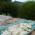 Fenouil à la sauce blanche