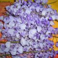 Beignets de Glycine