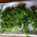 comment conserver les herbes fraîches