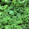 Kale salad