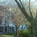 Sakuras André Citroën