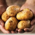 Quelle pomme de terre choisir selon l'usage?[...]