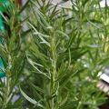 Aromates dans les Desserts: Pêches au Romarin[...]