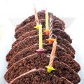 Cake chocolat-noix de coco (sans gluten, sans[...]