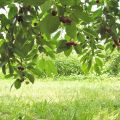 Le temps des cerises