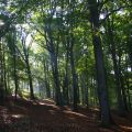 Petits plaisirs d'automne... Chataîgnes et épis[...]