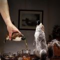 Allons-nous trop loin? Une bière à 55° servie[...]